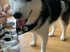 -Husky Go! 哈士奇体验馆·宠物咖啡厅狗咖