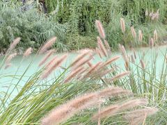 -上海吴淞炮台湾国家湿地公园