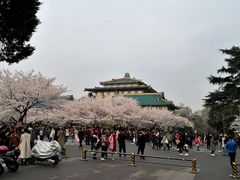 -武汉大学-樱园