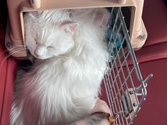 -喜多萌中农锦绣动物医院24H·猫科·牙科MRI·CT