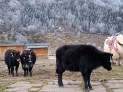 -硗碛藏寨·神木垒景区
