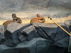 -Zoolung Zoolung动物主题公园(海信广场店)