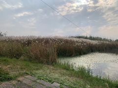 -宁波杭州湾国家湿地公园