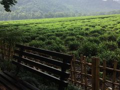 -中国茶叶博物馆(双峰馆区)