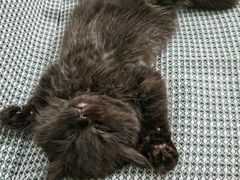 -瑞派罗医生宠物诊所(古镇分所)