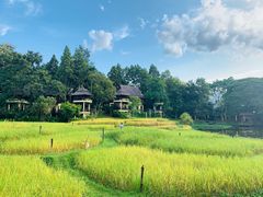 -四季酒店下午茶