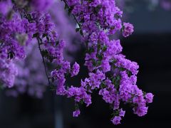 -深圳市中科院仙湖植物园