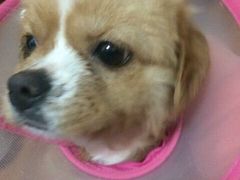 -伟伟宠物医院·CT影像中心·瑞派犬猫综合性门诊(汉口总院)