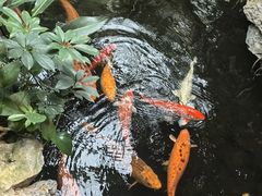 -白天鹅宾馆·流浮阁咖啡厅