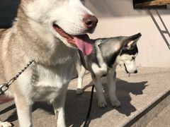 -暖阳宠物医院·犬猫康复中心·骨科