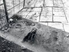 -新疆天山野生动物园