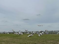 -盐城丹顶鹤湿地生态旅游区