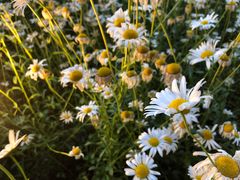 -江苏省苏州实验中学