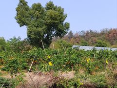 -青龙山国家森林公园