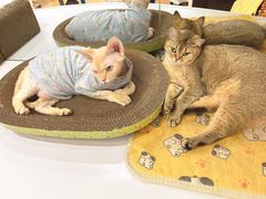 -COLOR PETS 撸猫馆·购猫·猫咖(长风大悦城店)
