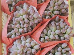 -马陆小张葡萄园农家乐