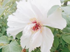 -菖蒲河公园