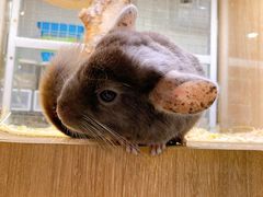-藦茜花园宠物主题亲子互动体验馆(国顺东路店)