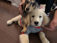 -翊宠yipet猫狗购宠庄园犬舍•猫舍