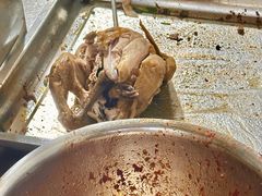 -童子鸡专卖店(中新街店)