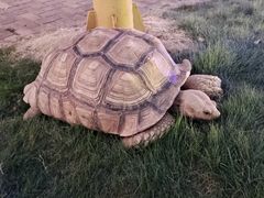 -灵玲国际马戏城