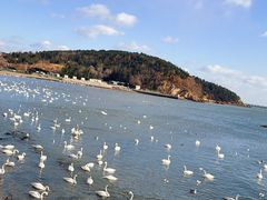 -烟墩角天鹅湖