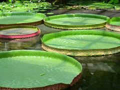 -国家植物园南园