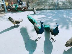 -西霞口神雕山野生动物世界
