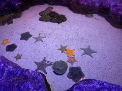 -暹罗海洋世界
