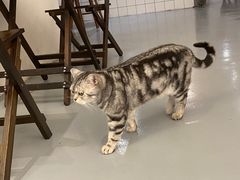 -猫友咖啡店(玉林西路店)