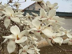 -石家庄市植物园