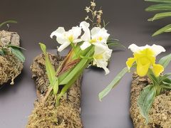 -上海鲜花港