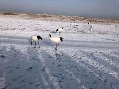 -盐城丹顶鹤湿地生态旅游区