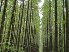 -黄海国家森林公园