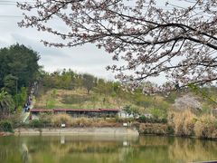 -绵阳盛世樱花悠乐谷