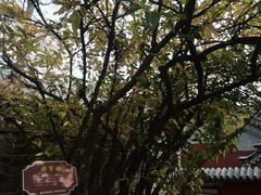 -泰山风景名胜区-普照寺