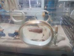 -成都大熊猫繁育研究基地