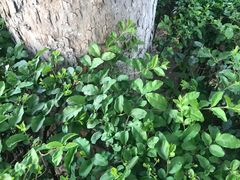 -王顺山国家森林公园