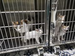 -可蒙动物医院·猫科·骨科中心(首义路店)