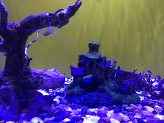 -芜湖新华联大白鲸海洋公园