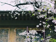 -武汉大学-樱园