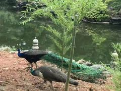 -华雅花园大酒店