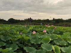 -上海海湾国家森林公园