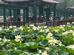 -莲花池公园