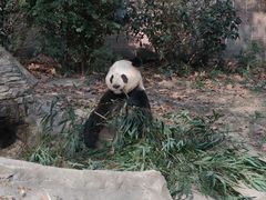 -成都动物园