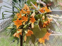 -上海鲜花港