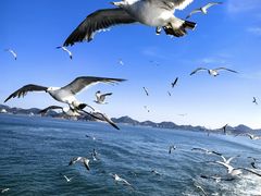 -海驴岛(荣成市)