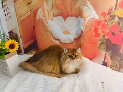 -爱洗澡的猫(望京店)