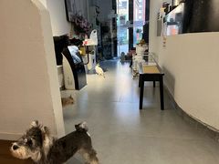 -琪喵猫屋·撸猫猫咖·猫舍