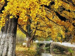 -千年银杏谷文化旅游区